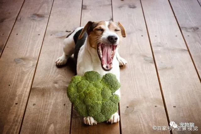 狗狗蔬菜吃可以補鈣嗎_狗狗可以吃什么蔬菜_狗狗吃蔬菜水果嗎