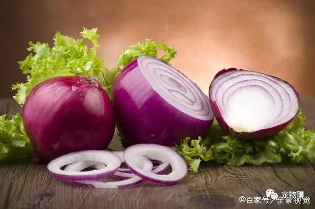 狗狗可以吃什么蔬菜_狗狗吃蔬菜水果嗎_狗狗蔬菜吃可以補鈣嗎