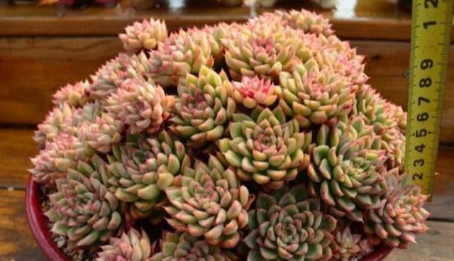 多肉開花？沒好事，狠狠心，掐掉它，防止越來越黑瘦