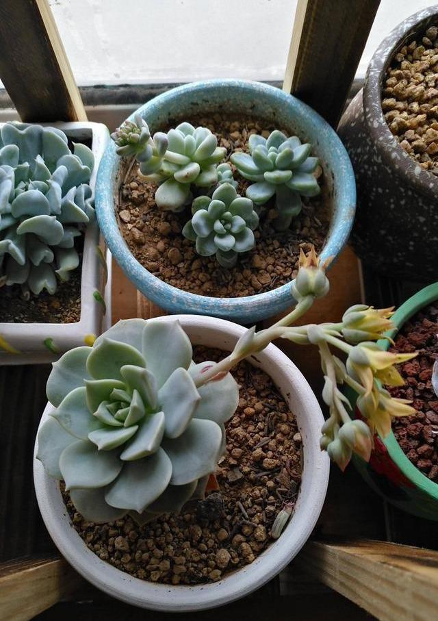 開花植物多肉圖片_多肉植物 開花_開花的多肉植物