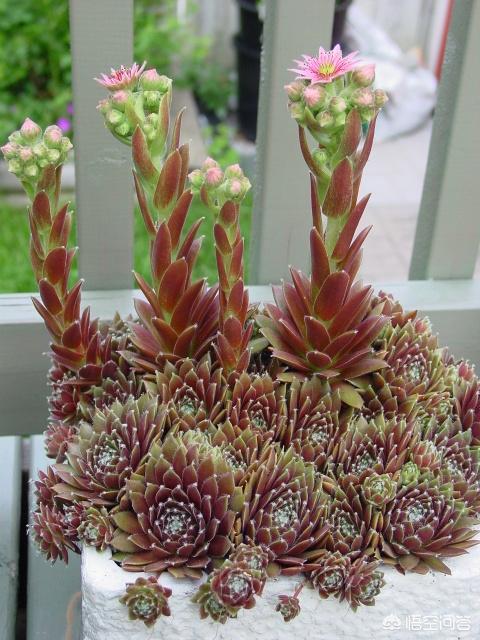 開花的多肉植物_多肉植物 開花_開花植物多肉圖片