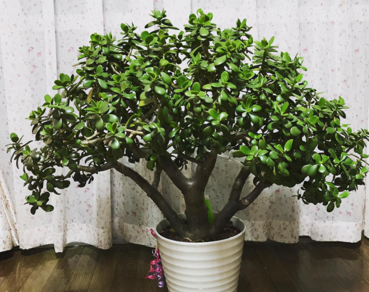 哪些多肉適合家里養_多肉適合家養嗎_養多肉適合家里擺放嗎