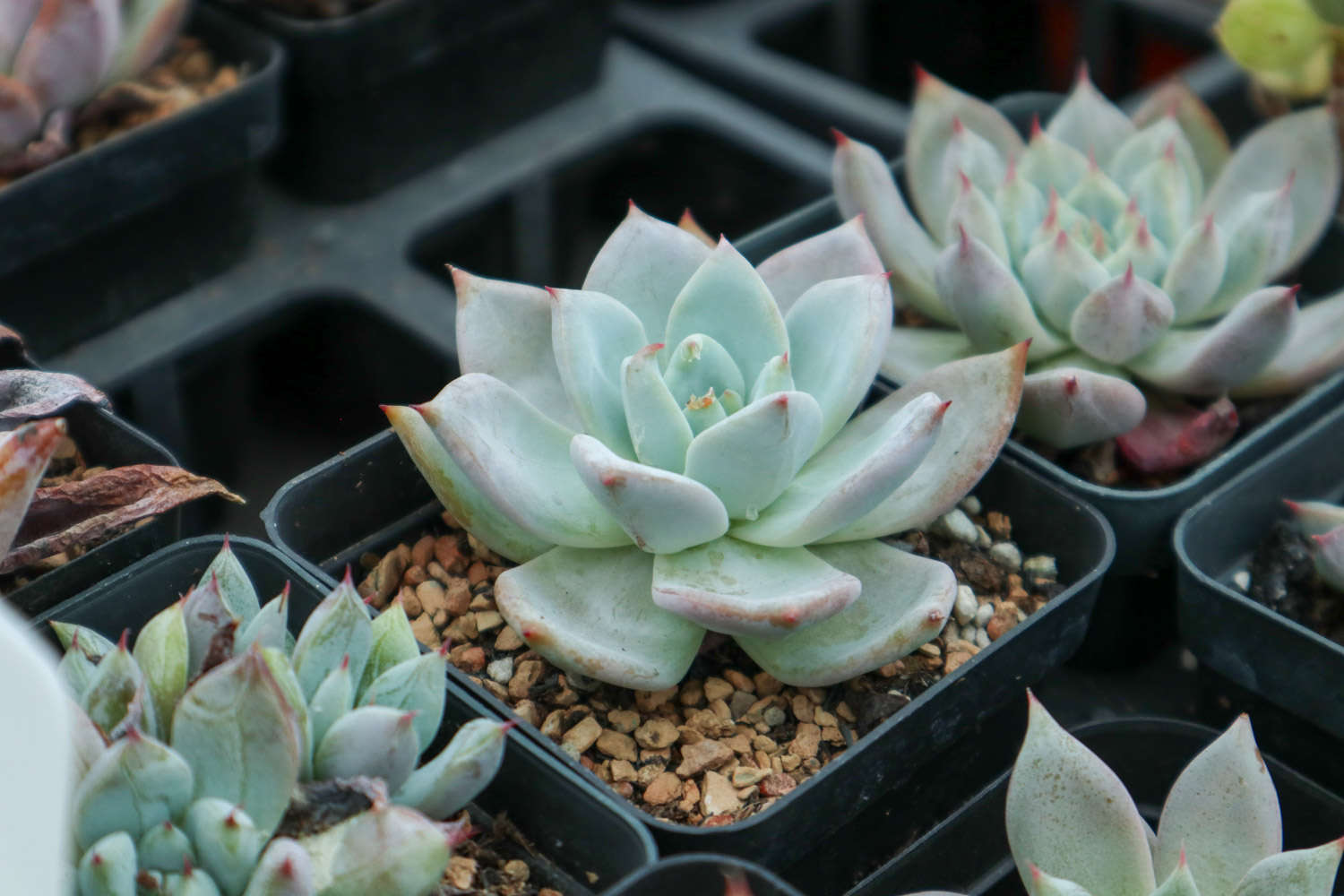 玫瑰養(yǎng)多肉白菜好嗎_玫瑰養(yǎng)多肉白花好嗎_多肉白玫瑰怎么養(yǎng)