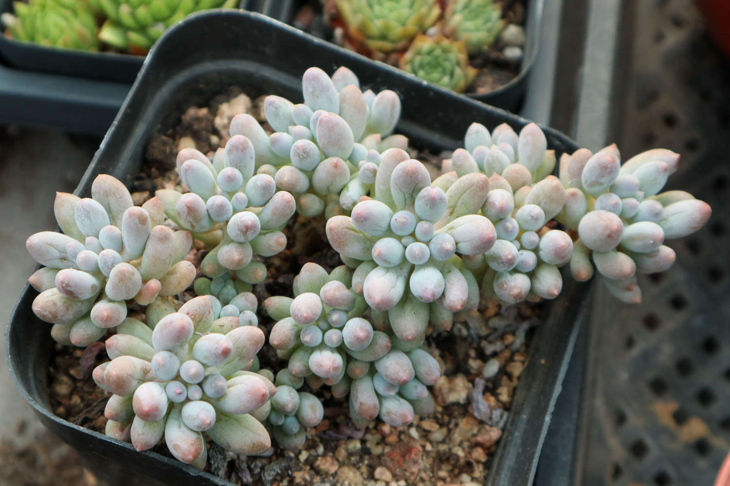 玫瑰養(yǎng)多肉白花好嗎_多肉白玫瑰怎么養(yǎng)_玫瑰養(yǎng)多肉白菜好嗎