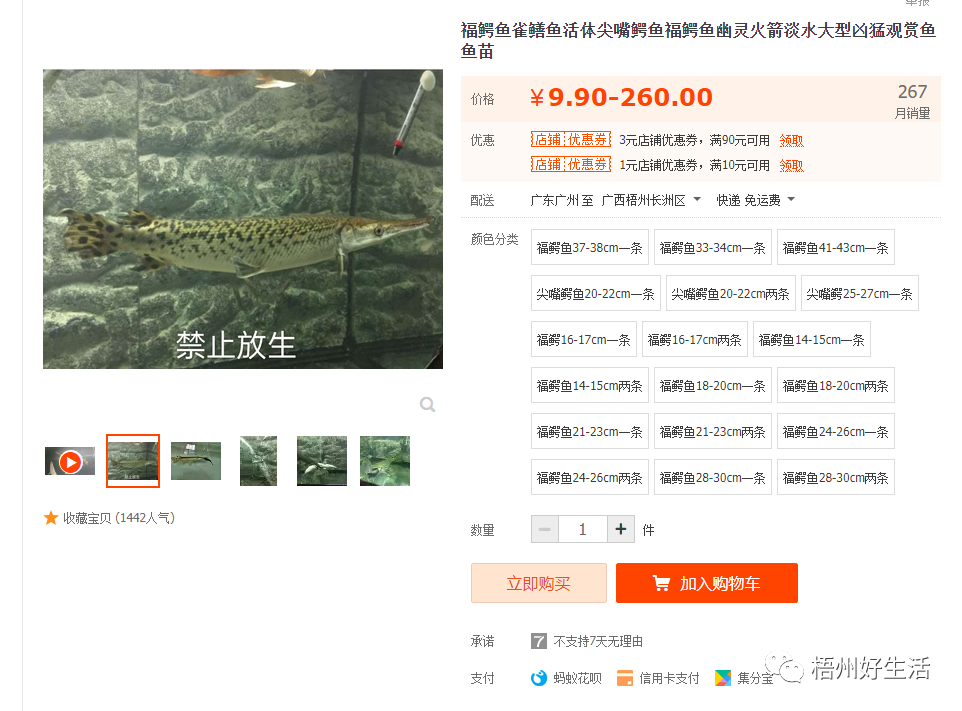 幽靈火箭魚多少錢一條_幽靈火箭觀賞魚介紹_觀賞魚幽靈火箭