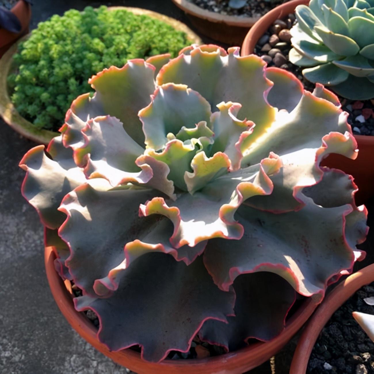 多肉植物石蓮花屬，紫珍珠、高砂之翁、紅粉臺(tái)閣、千羽鶴，看一看