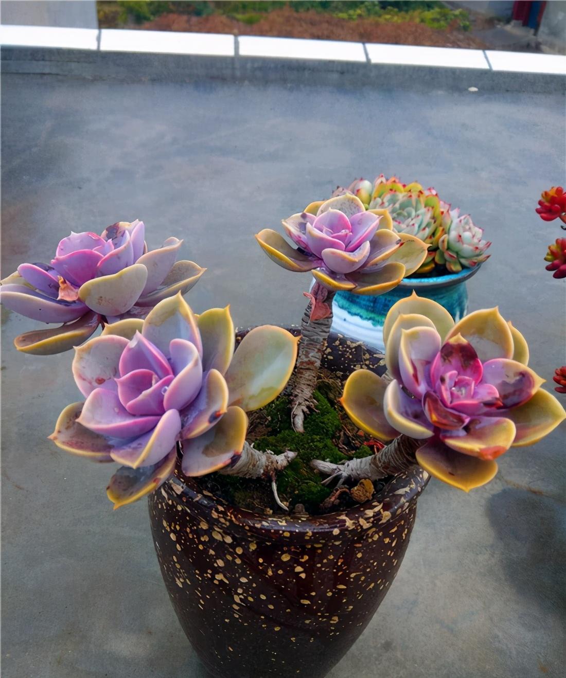 以上多肉植物_多肉植物多少種類_植物多肉以上怎么養