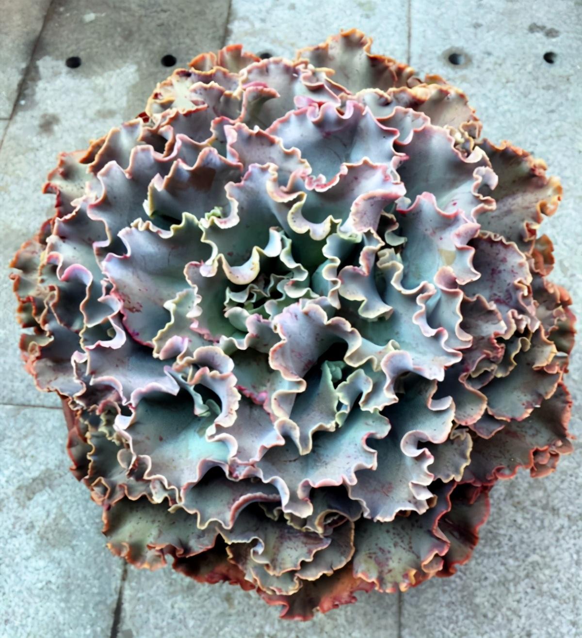 以上多肉植物_植物多肉以上怎么養_多肉植物多少種類