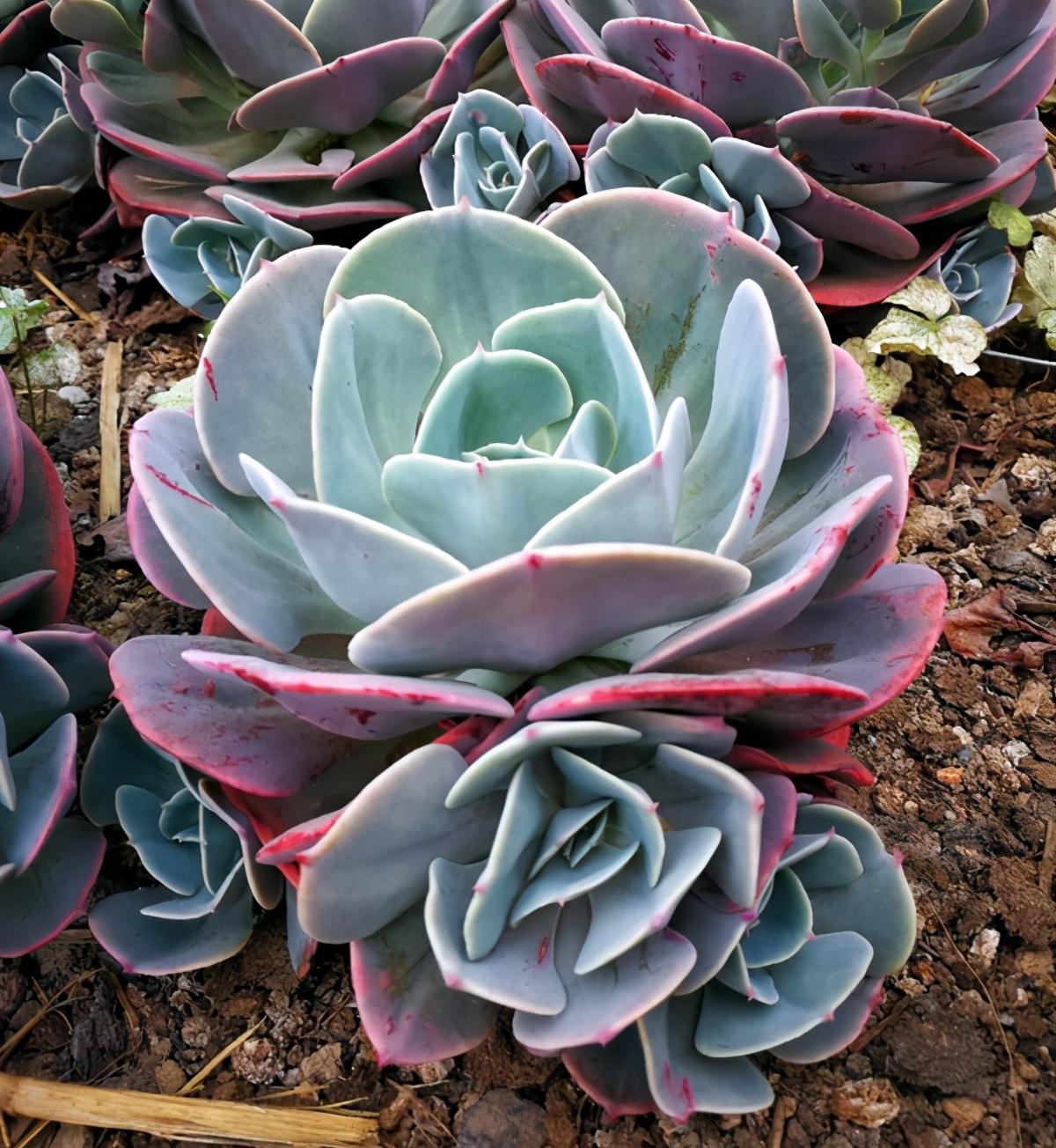 植物多肉以上怎么養_多肉植物多少種類_以上多肉植物