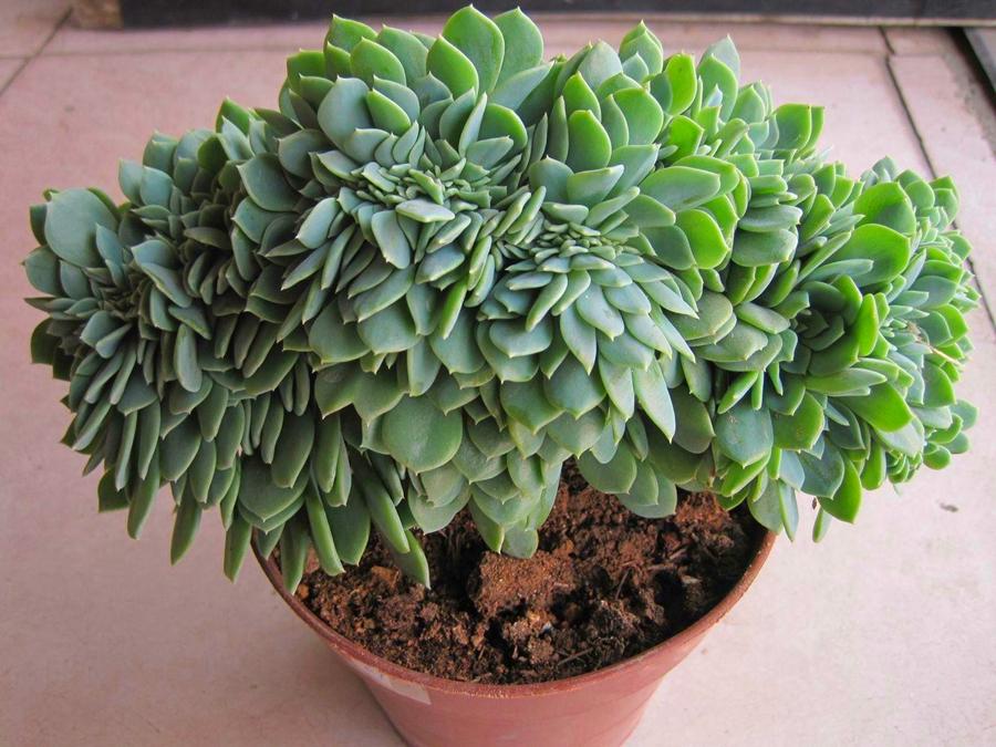 植物多肉以上怎么養_多肉植物多少種類_以上多肉植物