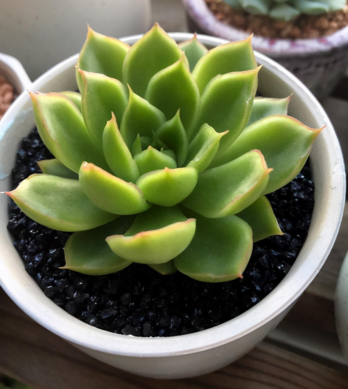 以上多肉植物_植物多肉以上怎么養_多肉植物多少種類