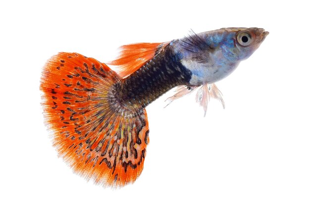 貴點的觀賞魚_觀賞貴品種魚有哪些_觀賞魚最貴的品種