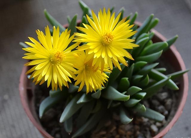 開花的多肉植物有哪些_多肉開花的植物_開花植物多肉有毒嗎