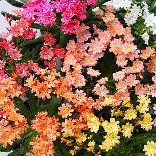 開花植物多肉有毒嗎_多肉開花的植物_開花的多肉植物有哪些