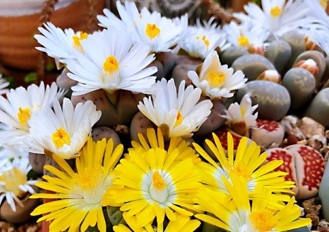 多肉開花的植物_開花植物多肉有毒嗎_開花的多肉植物有哪些