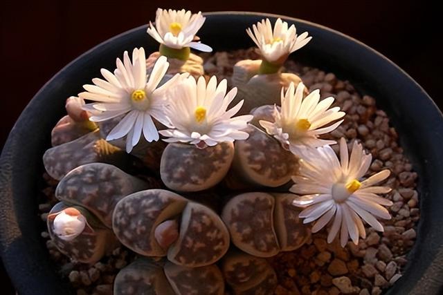 開花的多肉植物有哪些_開花植物多肉有毒嗎_多肉開花的植物