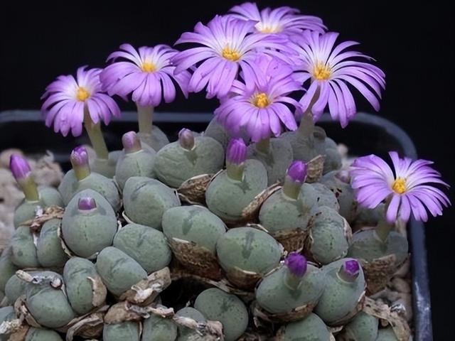 多肉開花的植物_開花的多肉植物有哪些_開花植物多肉有毒嗎