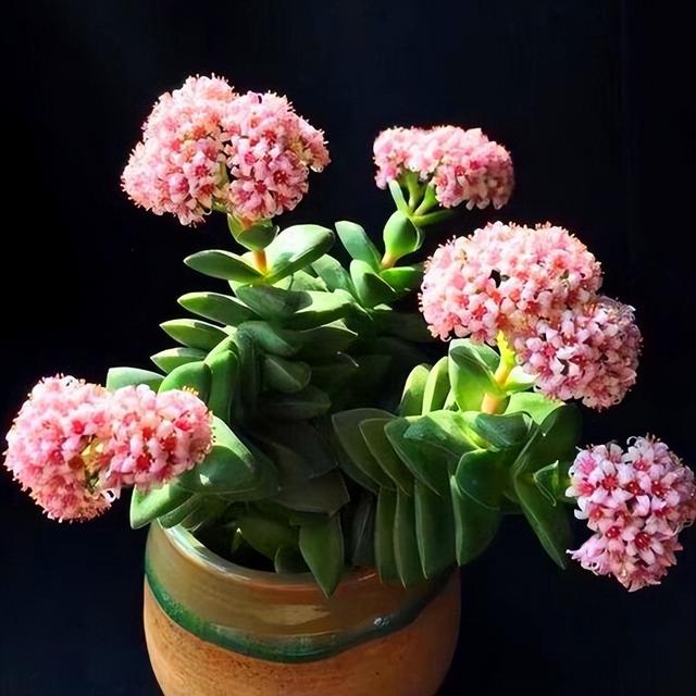 開花植物多肉有毒嗎_開花的多肉植物有哪些_多肉開花的植物