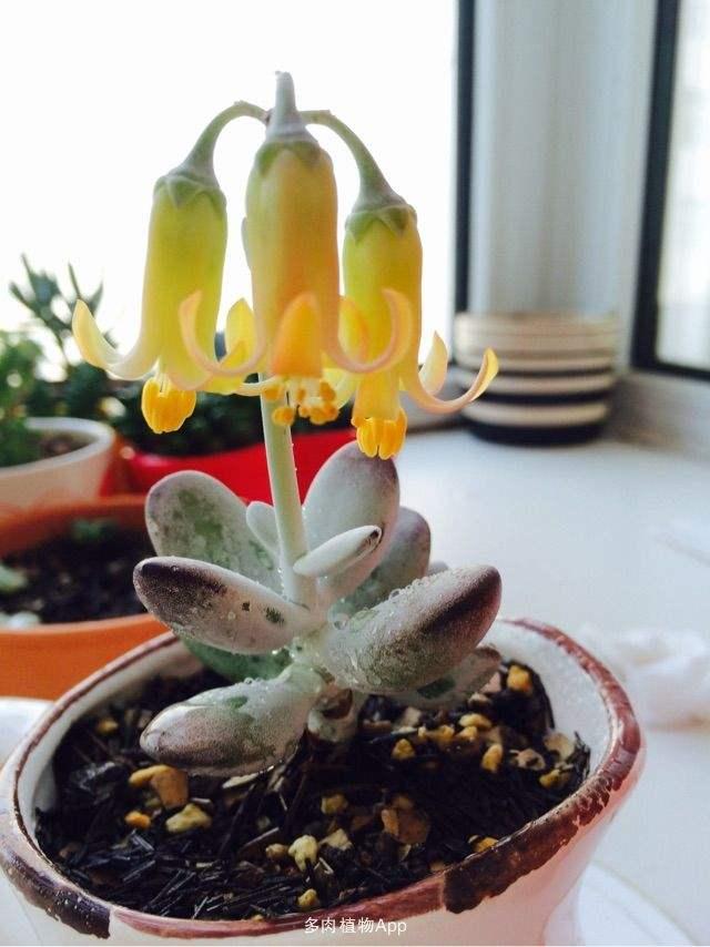 多肉開花的植物_開花植物多肉有毒嗎_開花的多肉植物有哪些