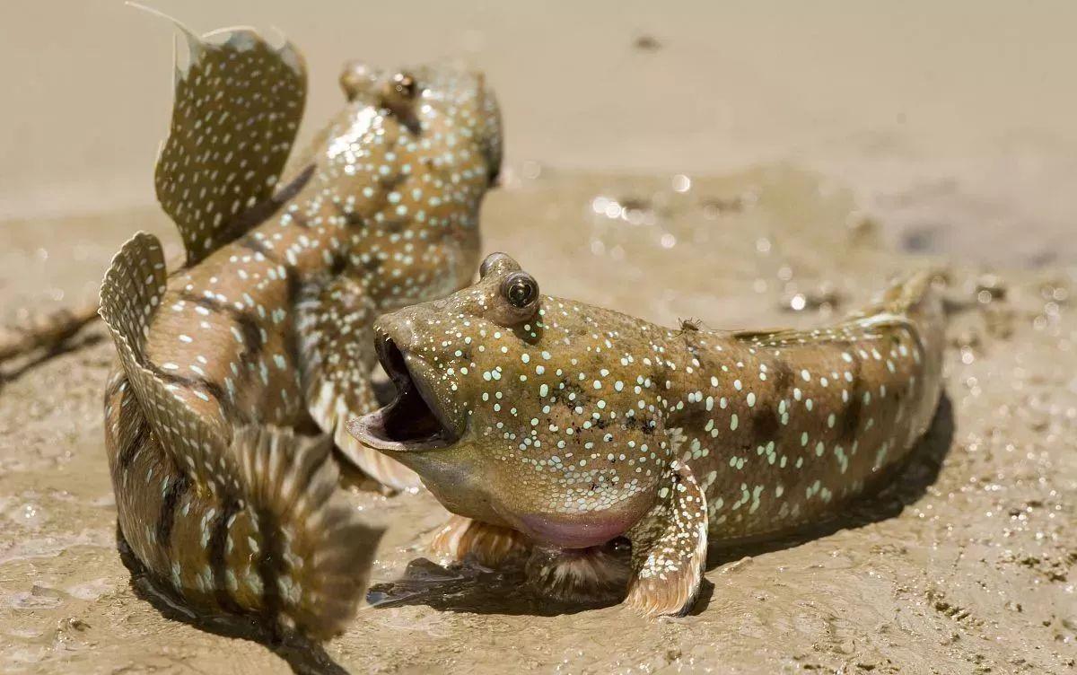 海水觀賞養殖魚圖片_海水觀賞養殖魚怎么養_海水養殖觀賞魚