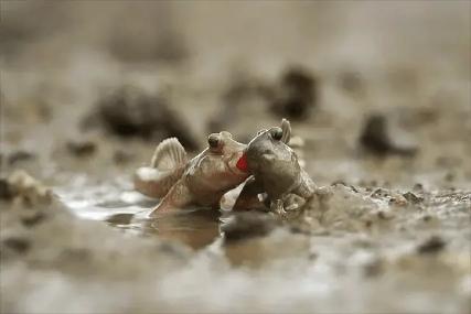 海水觀賞養殖魚圖片_海水觀賞養殖魚怎么養_海水養殖觀賞魚
