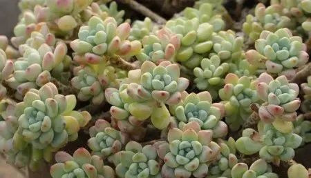 養(yǎng)多肉的_多肉植物植物怎么養(yǎng)_多肉植物養(yǎng)有什么好處