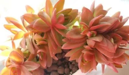 養(yǎng)多肉的_多肉植物植物怎么養(yǎng)_多肉植物養(yǎng)有什么好處