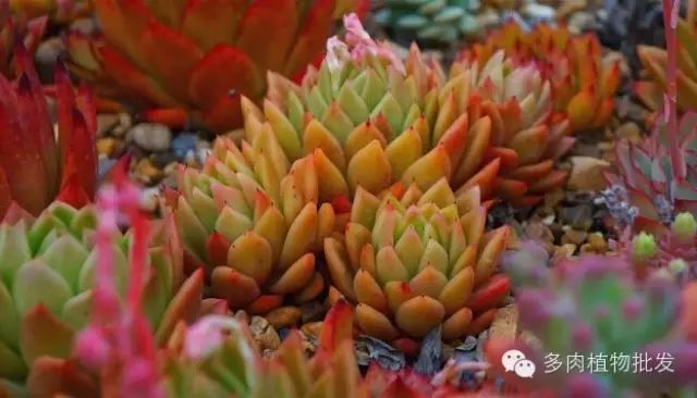 多肉植物養護的四大誤區，對號入座吧