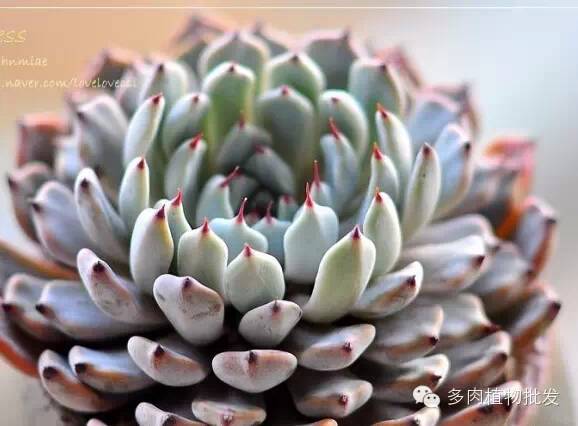 植物多肉大概多長時間澆一次水_多肉植物 大_植物多肉大全圖片