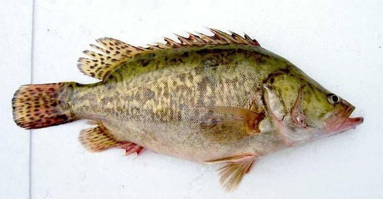 冷水觀賞魚(yú)長(zhǎng)大后怎么養(yǎng)_長(zhǎng)不大的冷水觀賞魚(yú)_冷水觀賞魚(yú)長(zhǎng)大后會(huì)死嗎