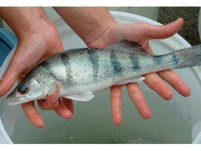 冷水觀賞魚(yú)長(zhǎng)大后會(huì)死嗎_長(zhǎng)不大的冷水觀賞魚(yú)_冷水觀賞魚(yú)長(zhǎng)大后怎么養(yǎng)