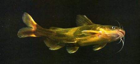 冷水觀賞魚(yú)長(zhǎng)大后會(huì)死嗎_冷水觀賞魚(yú)長(zhǎng)大后怎么養(yǎng)_長(zhǎng)不大的冷水觀賞魚(yú)