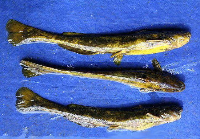 長(zhǎng)不大的冷水觀賞魚(yú)_冷水觀賞魚(yú)長(zhǎng)大后會(huì)死嗎_冷水觀賞魚(yú)長(zhǎng)大后怎么養(yǎng)