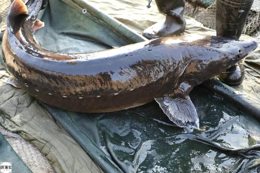 冷水觀賞魚(yú)長(zhǎng)大后怎么養(yǎng)_冷水觀賞魚(yú)長(zhǎng)大后會(huì)死嗎_長(zhǎng)不大的冷水觀賞魚(yú)