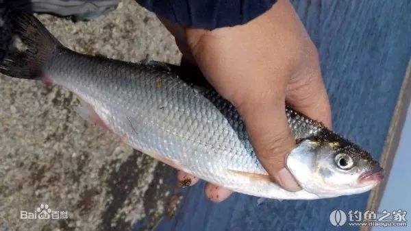 冷水觀賞魚(yú)長(zhǎng)大后會(huì)死嗎_冷水觀賞魚(yú)長(zhǎng)大后怎么養(yǎng)_長(zhǎng)不大的冷水觀賞魚(yú)