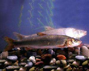 冷水觀賞魚(yú)長(zhǎng)大后會(huì)死嗎_冷水觀賞魚(yú)長(zhǎng)大后怎么養(yǎng)_長(zhǎng)不大的冷水觀賞魚(yú)