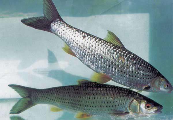 冷水觀賞魚(yú)長(zhǎng)大后怎么養(yǎng)_長(zhǎng)不大的冷水觀賞魚(yú)_冷水觀賞魚(yú)長(zhǎng)大后會(huì)死嗎