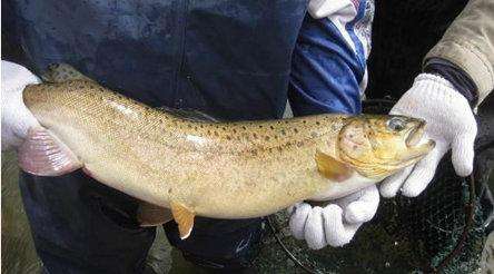 長(zhǎng)不大的冷水觀賞魚(yú)_冷水觀賞魚(yú)長(zhǎng)大后怎么養(yǎng)_冷水觀賞魚(yú)長(zhǎng)大后會(huì)死嗎