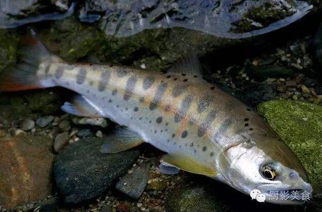 長(zhǎng)不大的冷水觀賞魚(yú)_冷水觀賞魚(yú)長(zhǎng)大后怎么養(yǎng)_冷水觀賞魚(yú)長(zhǎng)大后會(huì)死嗎