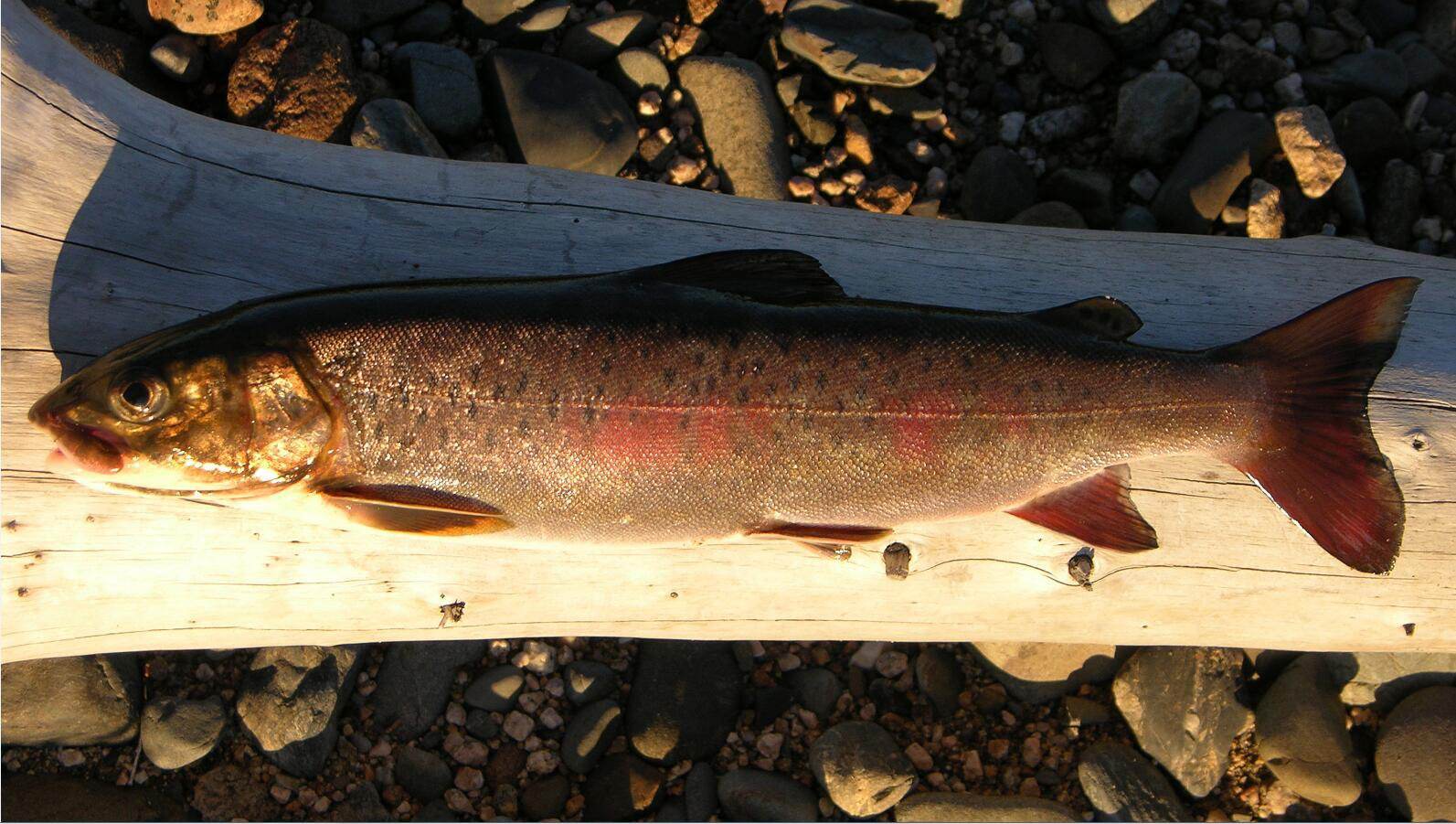 冷水觀賞魚(yú)長(zhǎng)大后怎么養(yǎng)_長(zhǎng)不大的冷水觀賞魚(yú)_冷水觀賞魚(yú)長(zhǎng)大后會(huì)死嗎