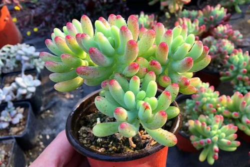 多肉蒂亞老樁盆栽修剪_蒂亞多肉老樁_多肉蒂亞老樁怎么修剪