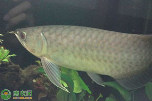 青龍魚價格多少錢一斤？青龍魚養殖前景分析