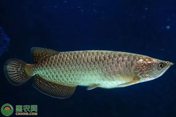 觀賞魚一般多少錢一條_金錢魚觀賞魚_觀賞魚錢條一般多長(zhǎng)