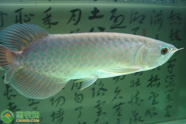 金錢魚觀賞魚_觀賞魚錢條一般多長(zhǎng)_觀賞魚一般多少錢一條