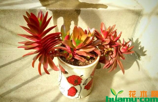 多肉火祭怎么養(yǎng)_多肉火祭怎么養(yǎng)才好看_養(yǎng)多肉火祭好嗎