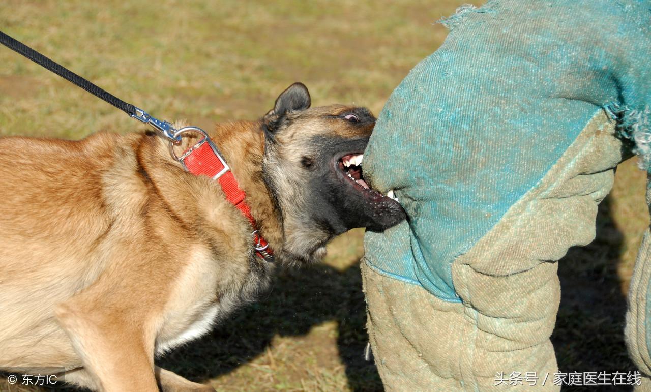 咬打針狗需要注意什么_被自己的狗咬了需要打針嗎_狗咬打針需要多少錢