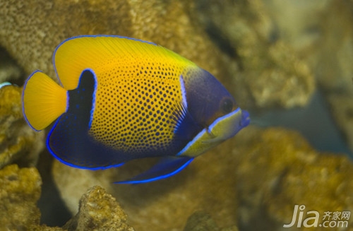 名貴觀賞魚金魚品種圖片大全_觀賞金魚名貴大全品種魚圖片_觀賞金魚圖片欣賞