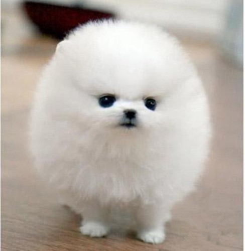 用人的沐浴露洗狗狗可以嗎_人用沐浴露可以給狗洗嗎_給狗洗澡能用人用的沐浴露嗎