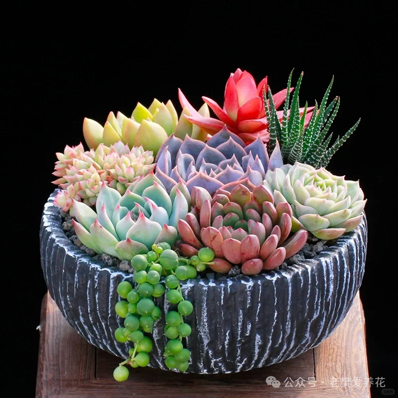 多肉開花是好兆頭_多肉開花是什么寓意_多肉開花是好兆頭嗎