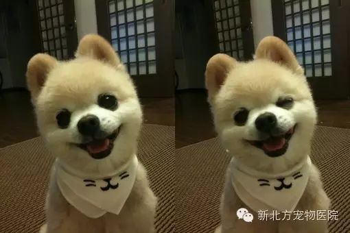 ?很多人把狗狗咳嗽當作喉嚨卡異物！